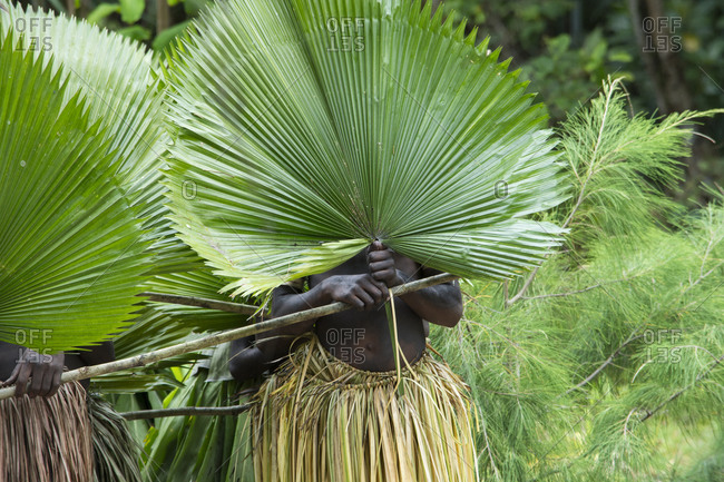 Ceremonial dancers in grass skirt costume with large palms in front of their faces, Loh Island, Torres Islands, Republic of Vanuatu, Australia