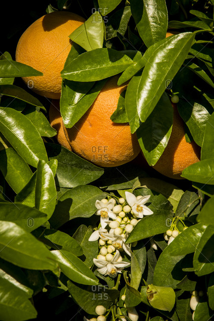 Oranges in orchard at Lemon Hill (below Lake Kaweah), San Joaquin River Valley, Central Valley,  California, USA
