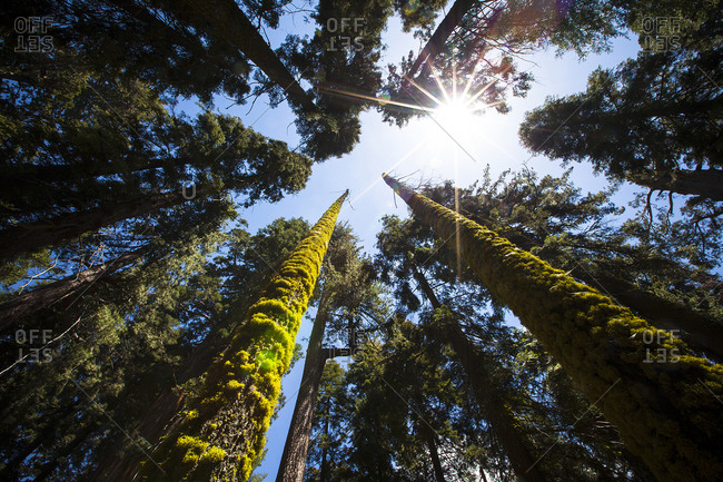 Skyward shot of giant redwood trees, Redwood National Park, California, USA