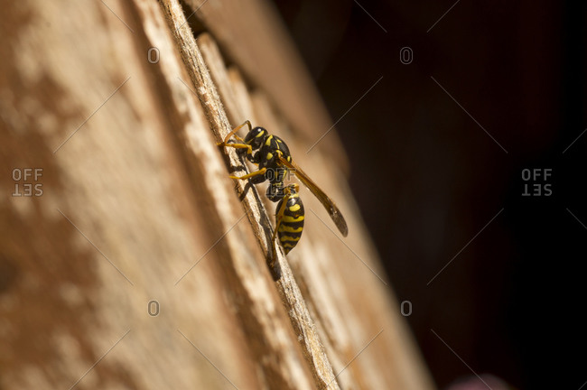 Paper wasp gathering wood for building nest, on wooden chair, Los Angeles, California, USA