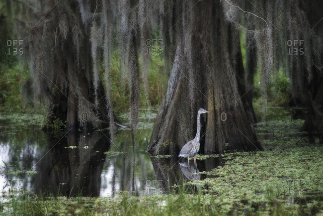 Great Blue Heron portrait standing in marsh with trees, Circle B Bar Ranch, Lakeland, Florida, USA