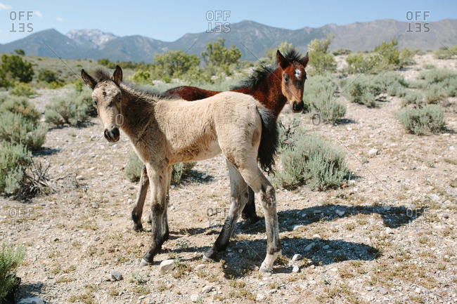 Light and dark colored foals stand in desert landscape