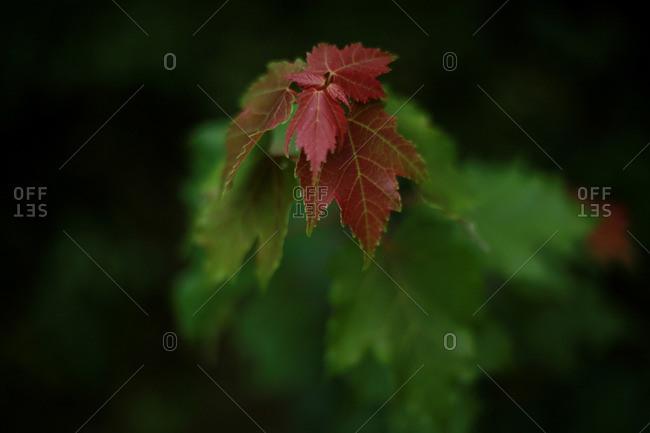Close-up of red leaves on a branch of green maple leaves