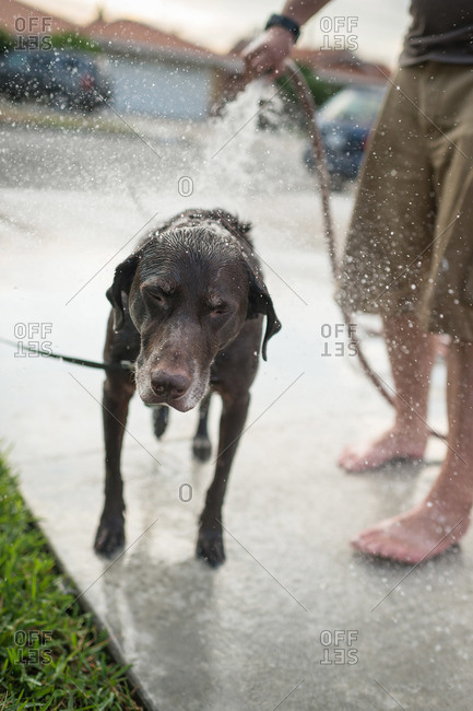 Man spraying dog with water in a driveway