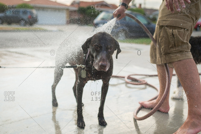 Man spraying dog with water in driveway