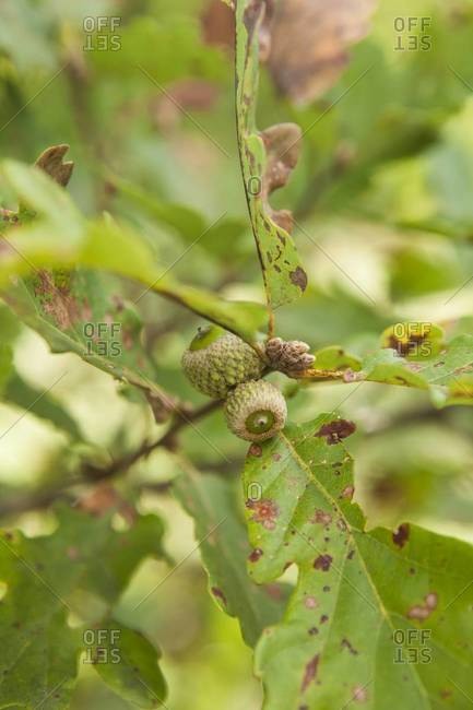 Green acorns on an oak branch