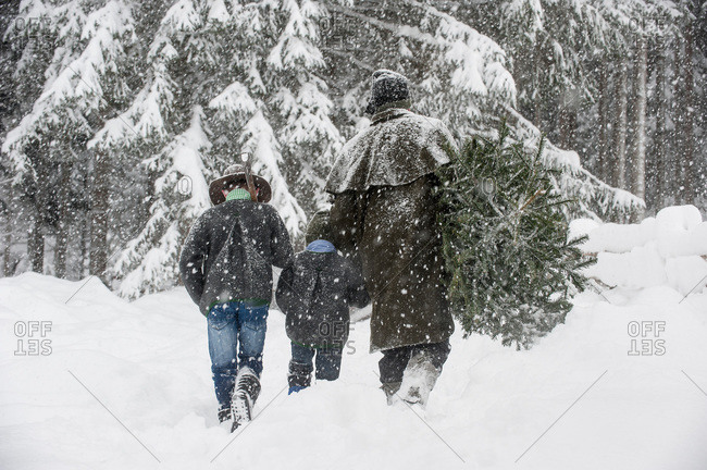 Father with two sons carrying Christmas tree in winter landscape, Altenmarkt-Zauchensee