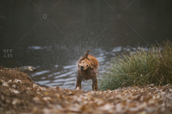 Dog shaking off water as he emerges from river