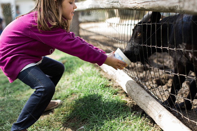 Little girl feeding goat from a bucket