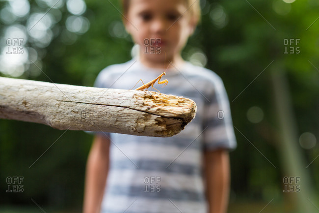 Little boy looking at a praying mantis on a piece of driftwood