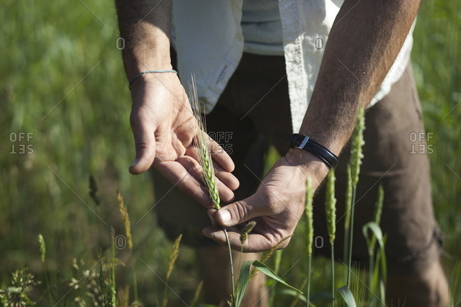 Hands displaying a stalk of wheat in field
