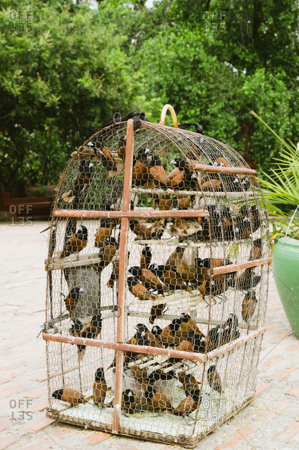 Chestnut munia birds in cage in Cambodia