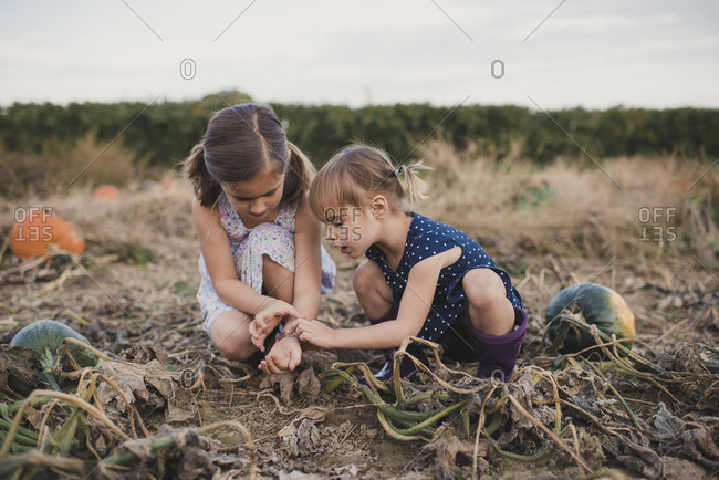 Girls examining a cricket in a pumpkin patch