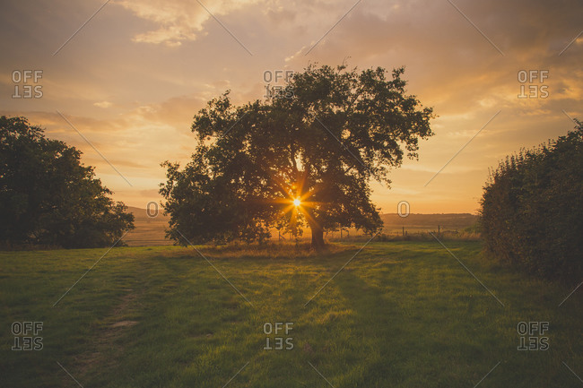 Summer sunset through tree, Isle of Wight, England