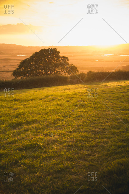 Field in summer sunset, Isle of Wight, England