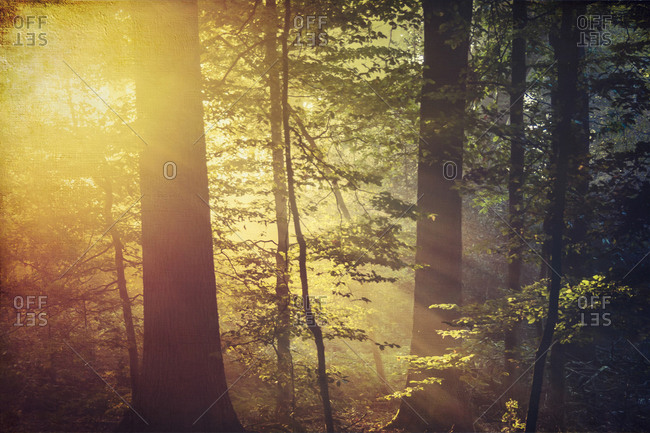 Deciduous forest and morning sun in autumn
