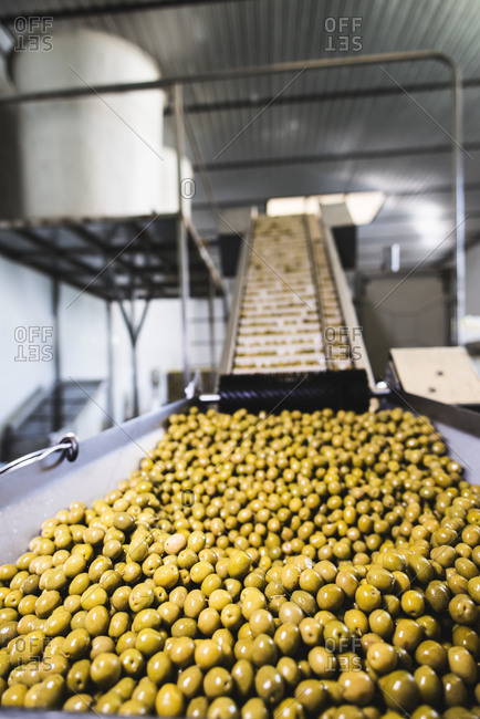 Conveyor belt with olives in food processing plant