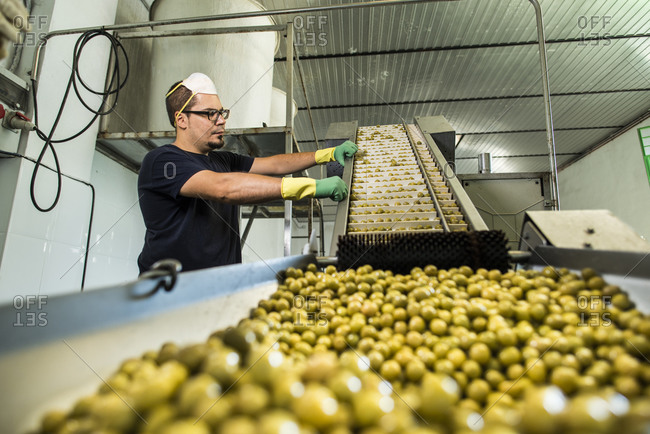 Worker in food processing plant at conveyor belt with olives