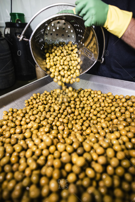 Worker in food processing plant pouring olives in machine