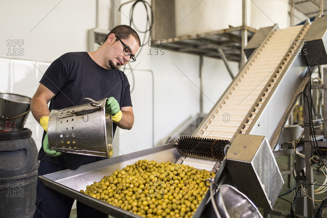 Worker in food processing plant pouring olives on conveyor belt