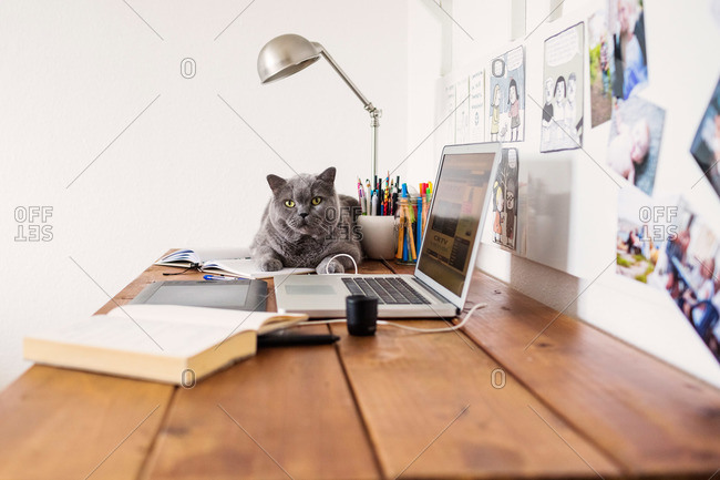 Gray cat sitting on desk next to laptop