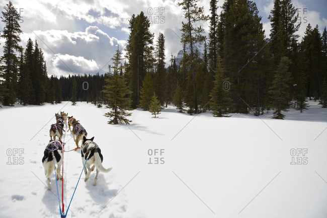 Dogs Pulling Dogsled, Rocky Mountains, Alberta, Canada