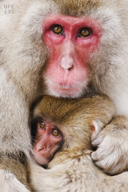Portrait of Mother and Baby Japanese Macaques