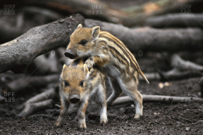 Baby Boars Playing
