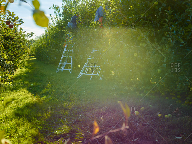 Apple pickers working in an orchard