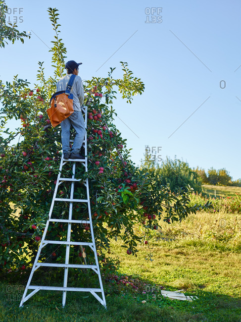 Apple picker on a ladder in an orchard