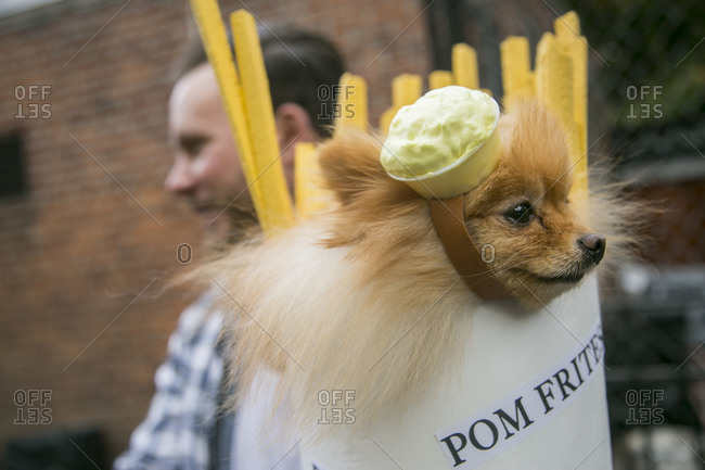 25th Annual Halloween Pet Parade in New York City's Tompkins Square Park