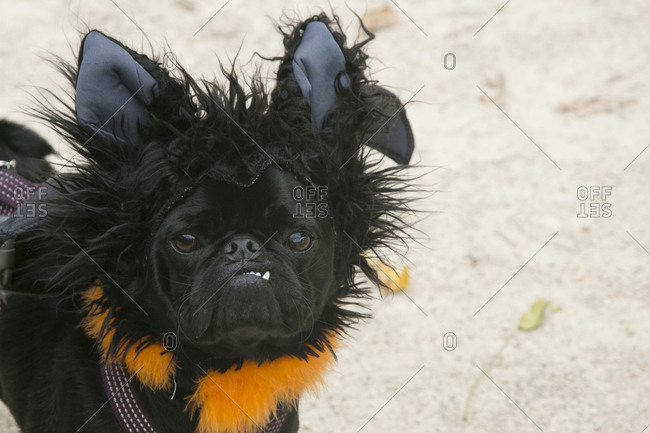 Vampire pug at the 25th Annual Halloween Pet Parade in New York City\'s Tompkins Square Park