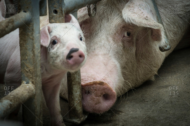 Close up of a sow and piglet