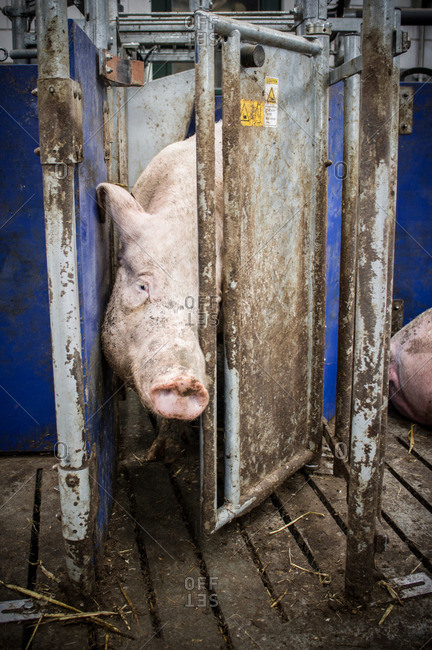 Pig at an industrial pig farm