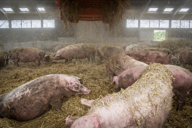 Pigs getting fresh hay from a machine at a farm