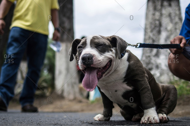 Pet dog panting in Quetzaltenango, Guatemala