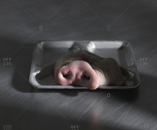 Skin of a pig\'s nose on a metal tray