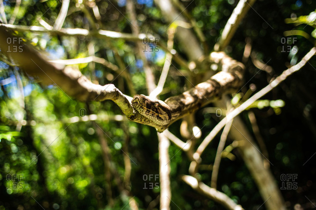 Boa constrictor in Cayos Cochinos, Honduras