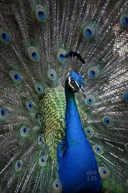An Indian peacock with raised train
