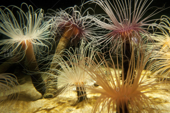 Sea anemones underwater