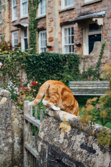 Cat climbing over a stone garden fence