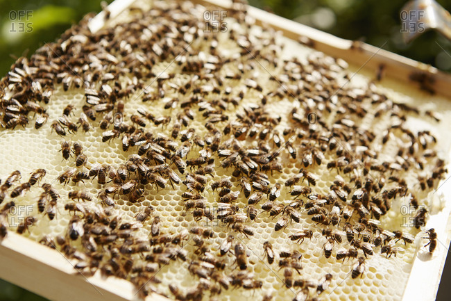 A beehive super or wooden frame covered in bees.