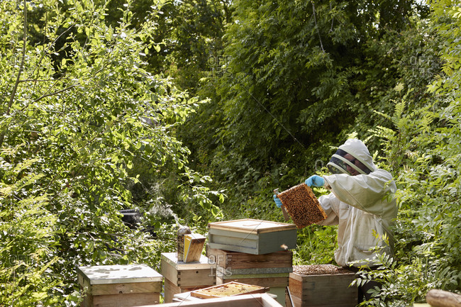 A beekeeper inspecting the bee hives in an allotment garden plot.