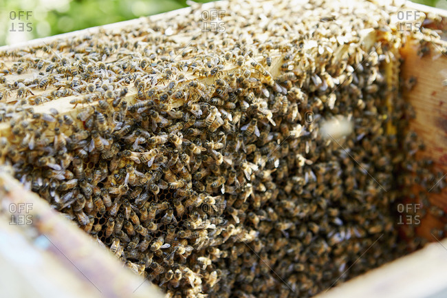 A beehive interior with the top off with wooden frames or supers, covered in worker bees.