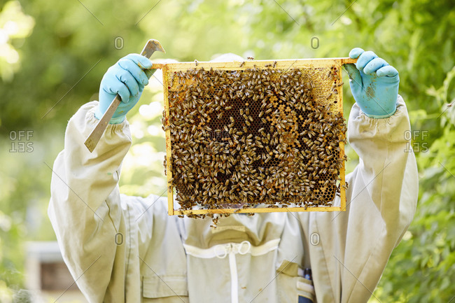 A beekeeper with blue gloves holding up a super or frame full of honey covered in bees.