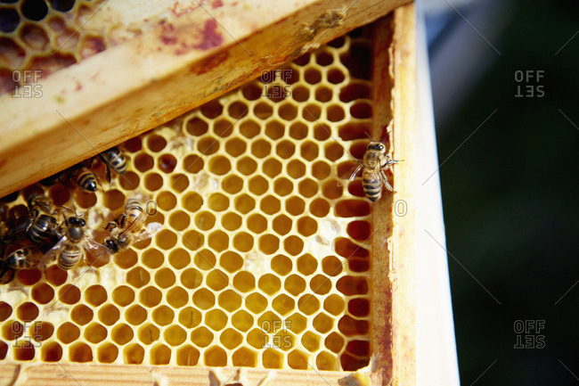 A group of bees on a wooden frame or super with honeycomb structure.