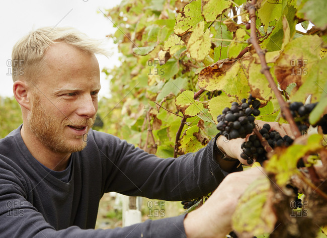 A grape picker at work selecting bunches of grapes on the vine.