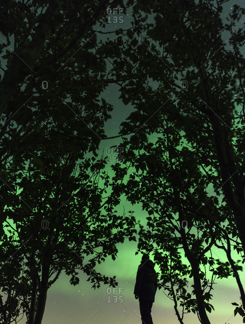 Person silhouetted with trees against night sky with Northern Lights