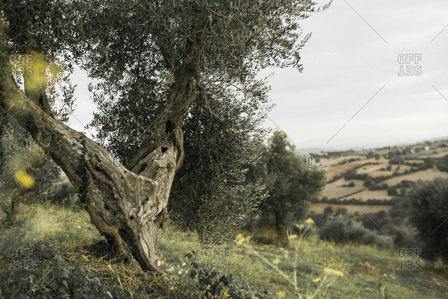 Olive tree on hill