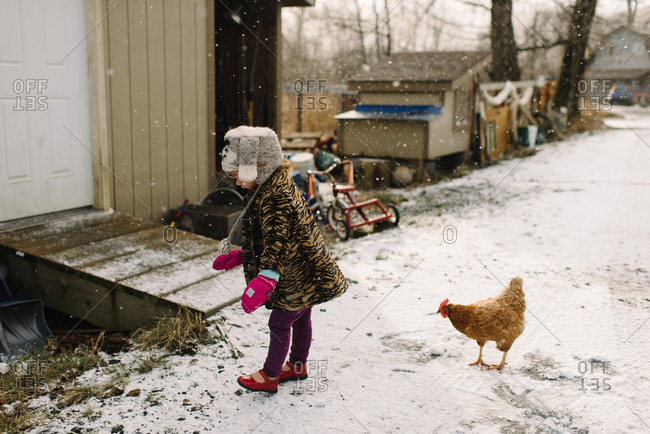 Little girl walking by a chicken in the snow
